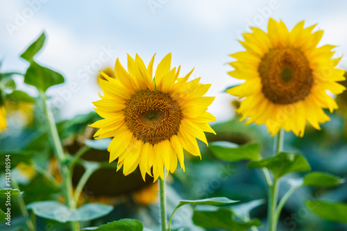 Two sunflowers