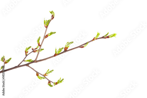 Spring branch isolated