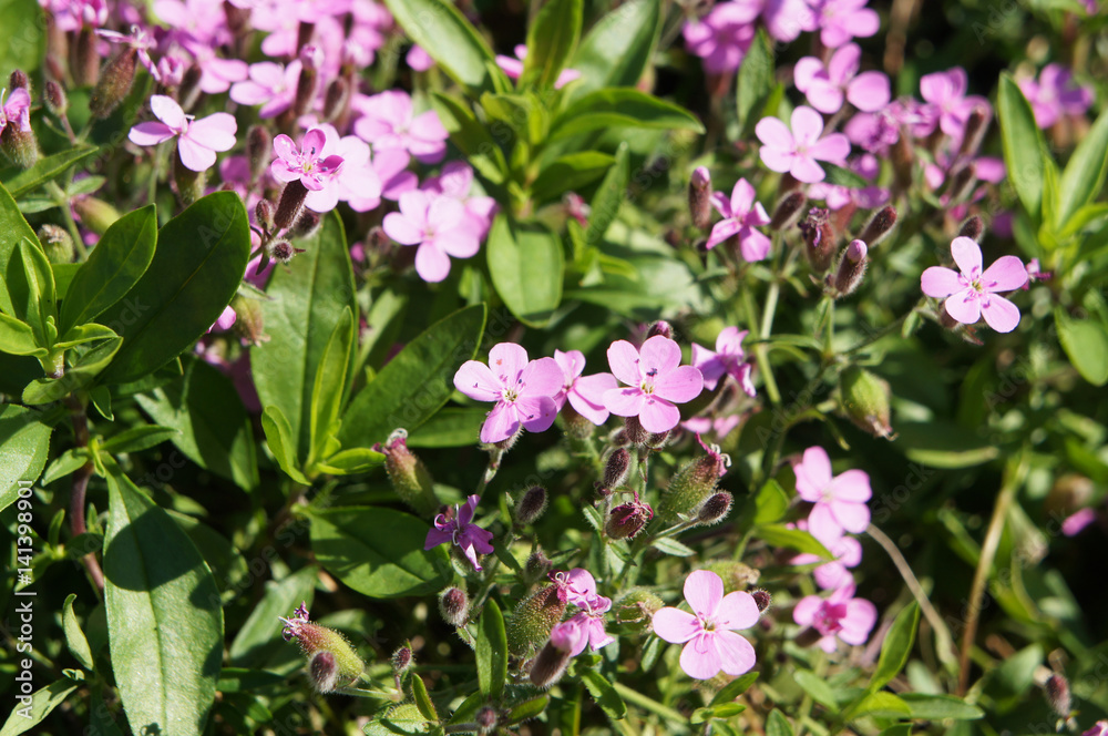 Saponaria ocymoides little purple flowers in green