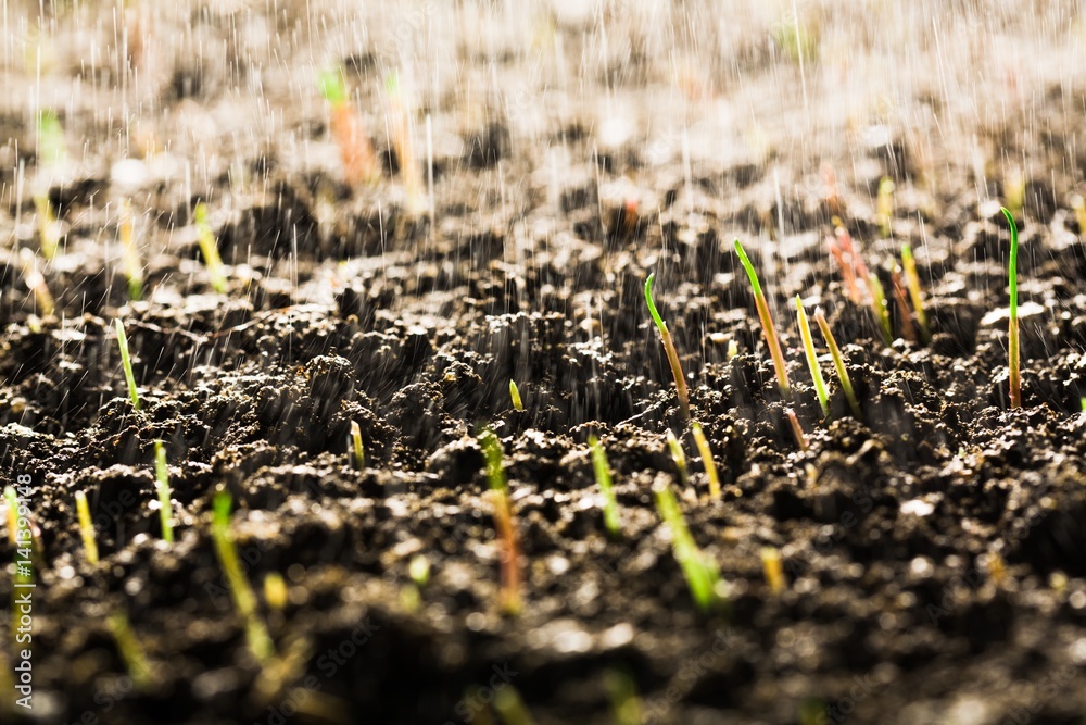 Fototapeta premium Plant.