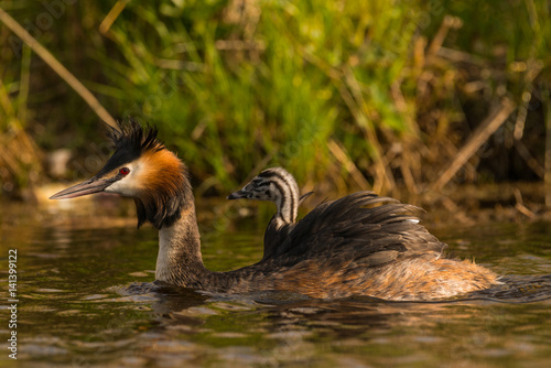 Great crested grebe photo