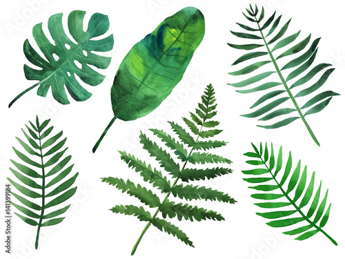 Watercolor green tropical leaves on white background
