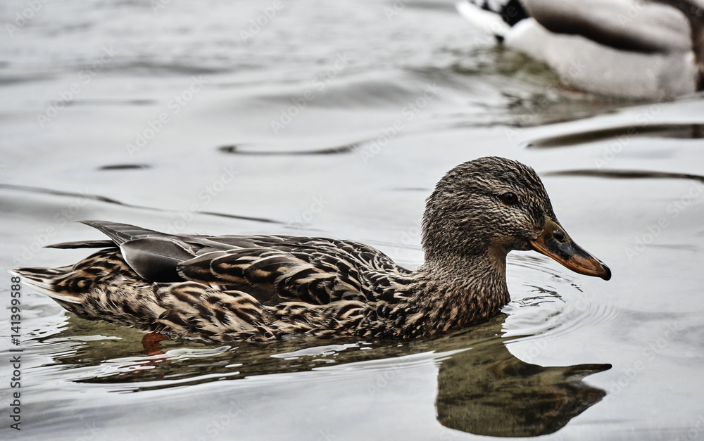 Female mallard duck floating on the lake in Poland. Female mallard duck floating on the lake in Poland.