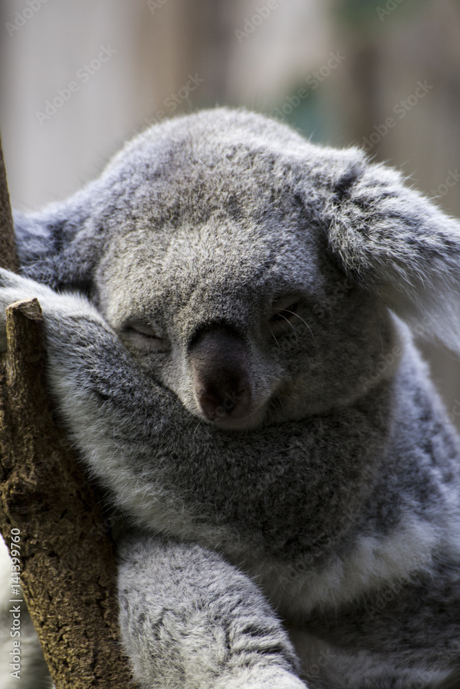 Obraz premium Animal