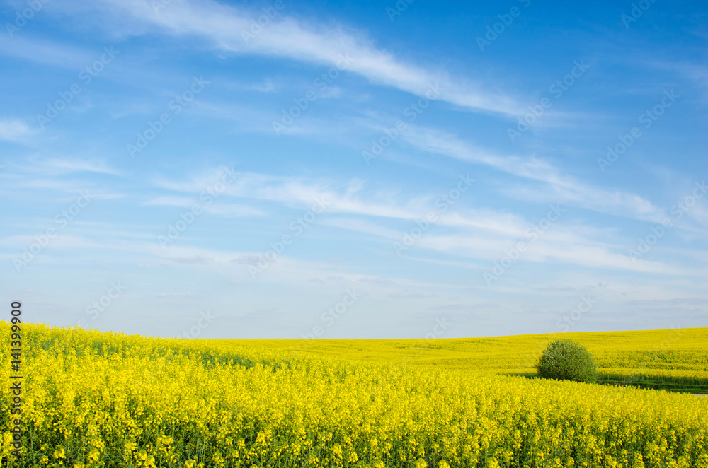 Incredible fun spring landscape with yellow rape field and bush against the sky with bands of clouds