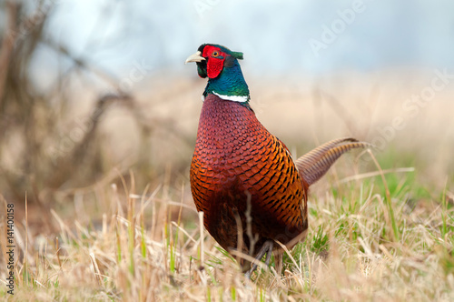Photo Wild pheasant in a field