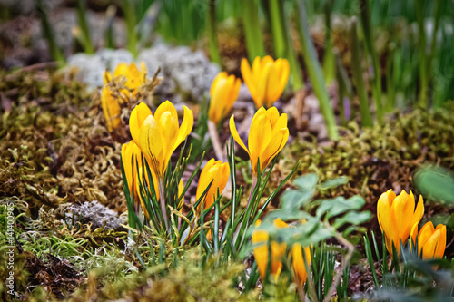 Yellow crocuses on the lawn