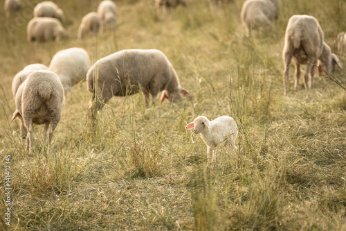 Kleines Lamm in einer Schafherde