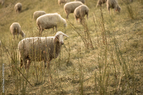 Schaf beim Fressen, Schafherde