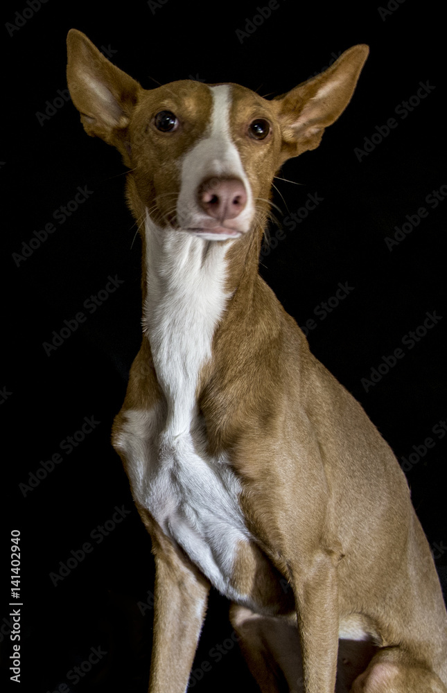 Podenco, hund, Jagd, Spanisch, Windhund, Greyhound, Spanischer Jagdhund,  Rennen,Hunderennen,Kaiserin, Ägypter Stock Photo | Adobe Stock