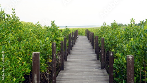 Toong Prong Thong Mangrove forest the Nature Preserve in Klaeng, Rayong province, Thailand © pchoti