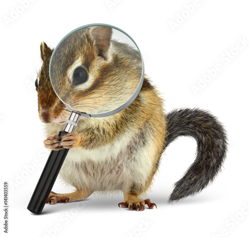 Funny animal chipmunk searching with  loupe, on white