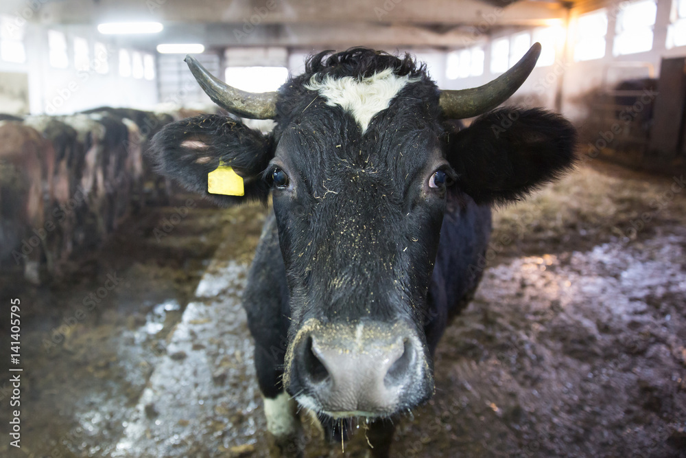 Cattle in a stall on a farm