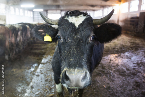Obraz na płótnie Cattle in a stall on a farm w salonie