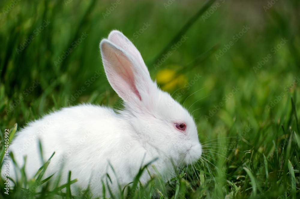 Obraz premium Little rabbit on the field