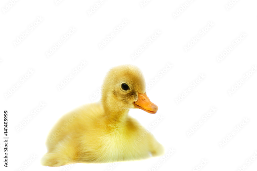 Duckling isolated on white background Duckling isolated on white background