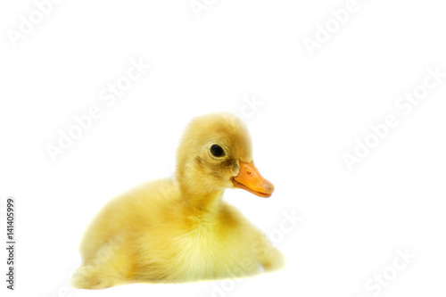 Duckling isolated on white background