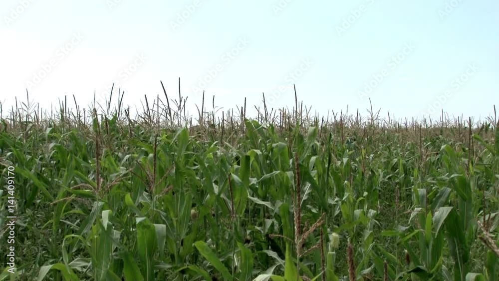 Corn in the fields agriculture, field, nature Corn in the fields agriculture, field, nature