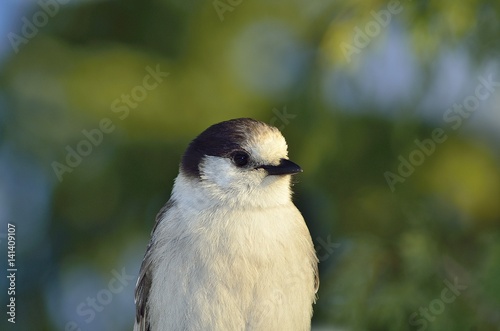 Canada Jay