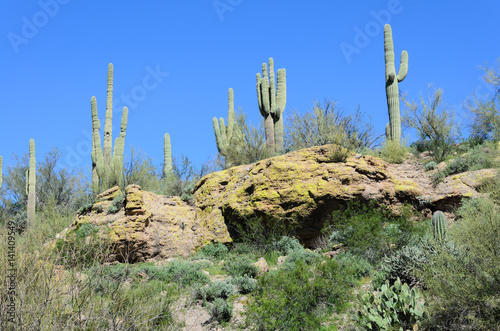 Saguaro Cacti on rocky ledge