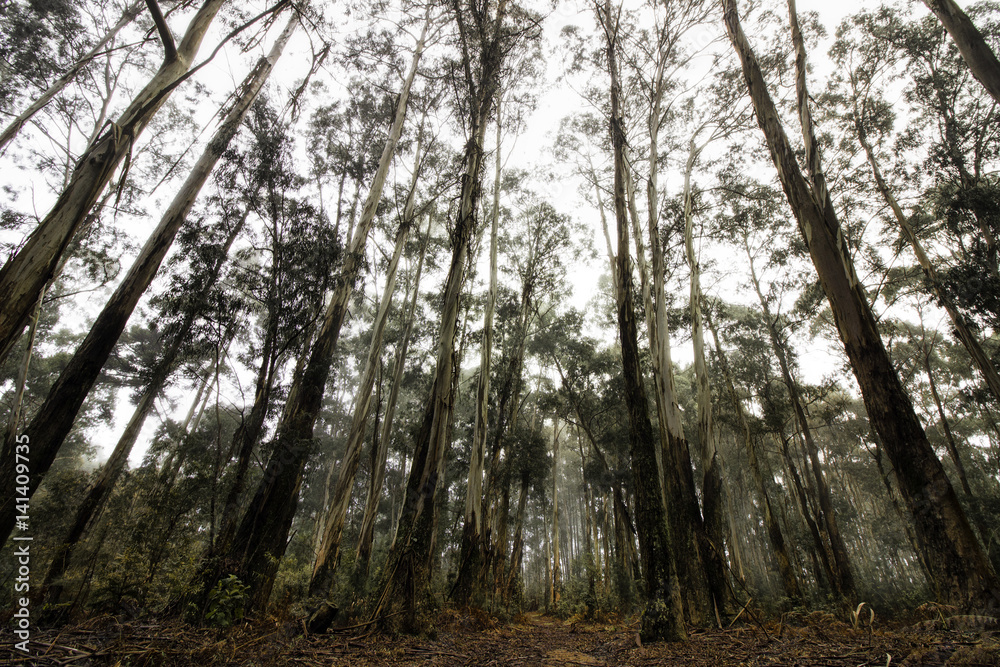 Obraz premium Forest