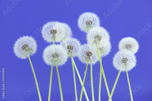 Dandelion flower on blue color background  group objects on blank space backdrop  nature and spring season concept.