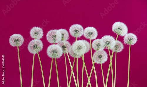 Dandelion flower on red color background, spring season concept. object on blank space backdrop