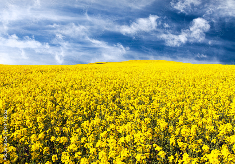 golden field of flowering rapeseed, canola or colza golden field of flowering rapeseed, canola or colza