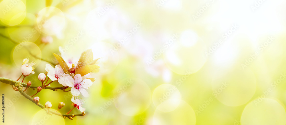 abstract Spring flower background; Easter landscape - obrazy, fototapety, plakaty 