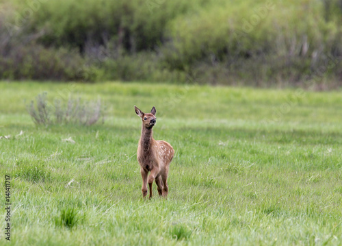 Baby Elk © Ronnie Howard