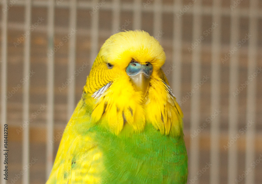 Fototapeta premium budgies parrot, bird, indoor