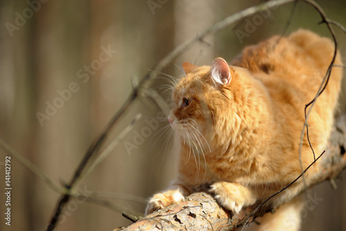 Beautiful red cat sleeping on plum tree branch in garden. photo