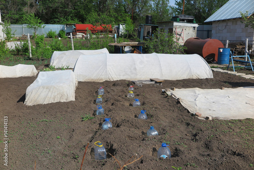 Foto Cut plastic bottle covers and spunbond hotbeds for vegetable seedlings against n