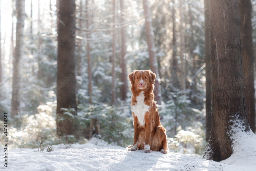Nova Scotia Duck Tolling Retriever breed of dog in the woods in nature, winter season