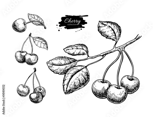 Cherry vector drawing set. Isolated hand drawn berry on white background. Summer fruit
