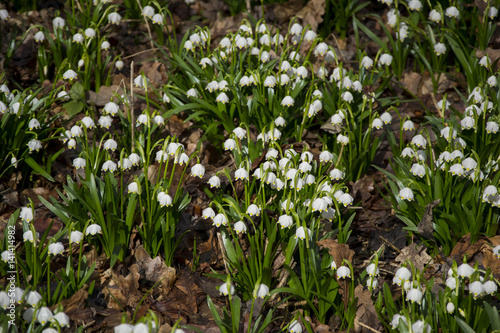 Spring snowflake (Leucojum vernum), first flower on spring