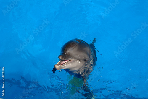 Happy dolphin smiling opened his mouth showing his teeth with his eyes open, prepares for a jump