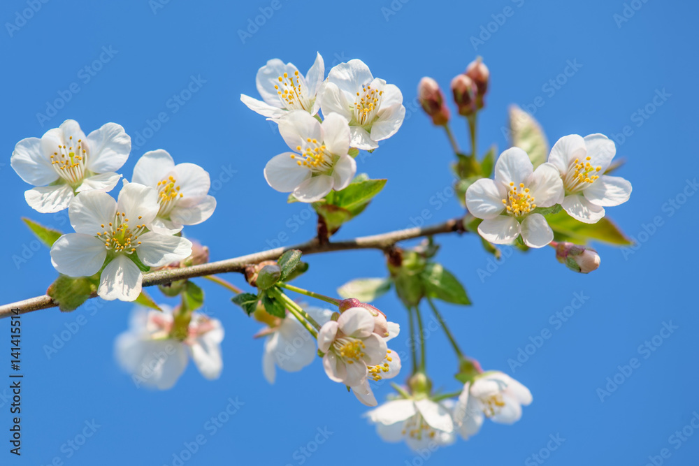 Apfelbaum Blüte mit Sonnenschein und der Zweig ist am blühen