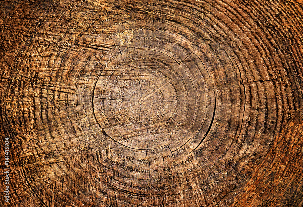 Naklejka premium Large cut piece of wood stump. Distressed wooden tree trunk knot texture with annual rings