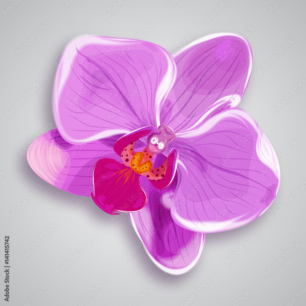 Fotografie Orchid pink flower. vector illustration
