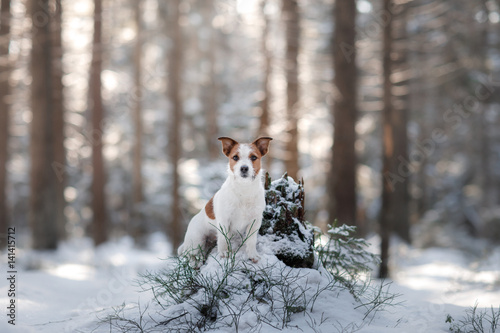 Active and beautiful dog breed jack russel terrier outdoors © Anna Averianova