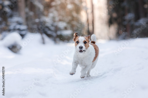 Active and beautiful dog breed jack russel terrier outdoors