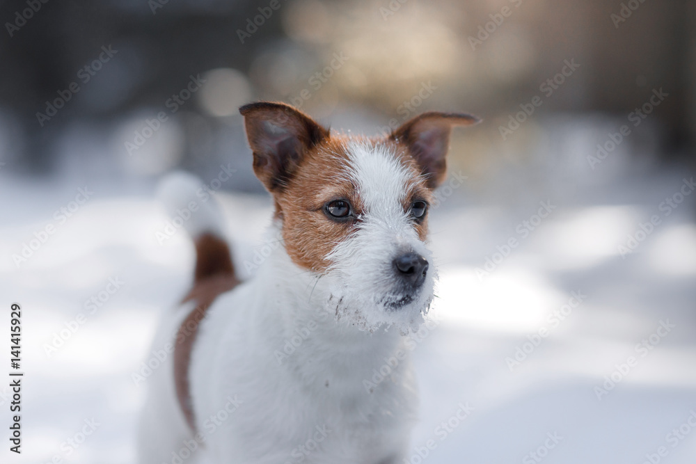 Active and beautiful dog breed jack russel terrier outdoors