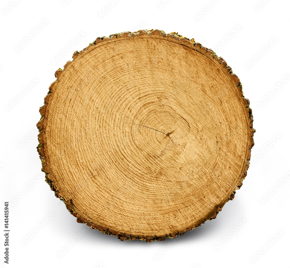 smooth cross section brown tree stump slice with age rings cut fresh from the forest with wood grain isolated on white smooth cross section brown tree stump slice with age rings cut fresh from the forest with wood grain isolated on white