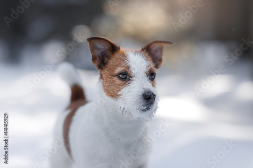 Active and beautiful dog breed jack russel terrier outdoors