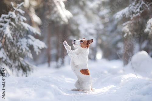 Fototapeta Naklejka Na Ścianę i Meble -  Active and beautiful dog breed jack russel terrier outdoors