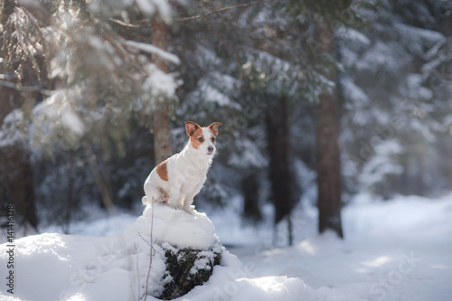 Active and beautiful dog breed jack russel terrier outdoors © annaav