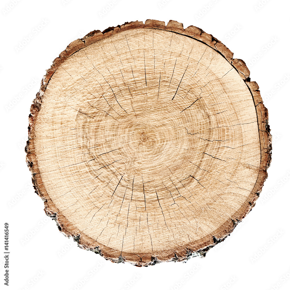 Be a Tree Ring Detective - Discover Your World