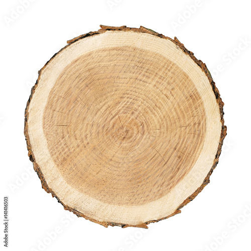 smooth cross section brown tree stump slice with age rings cut fresh from the forest with wood grain isolated on white