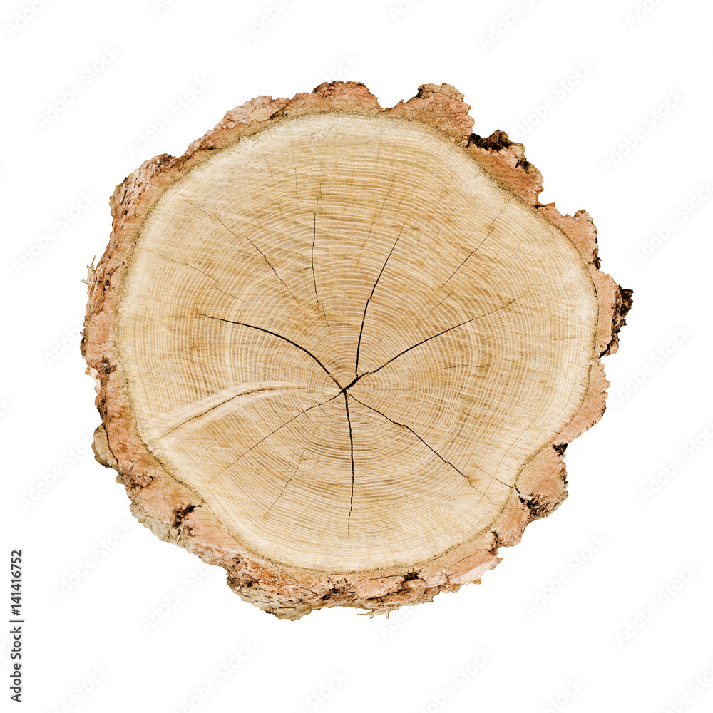 smooth cross section brown tree stump slice with age rings cut fresh from the forest with wood grain isolated on white smooth cross section brown tree stump slice with age rings cut fresh from the forest with wood grain isolated on white